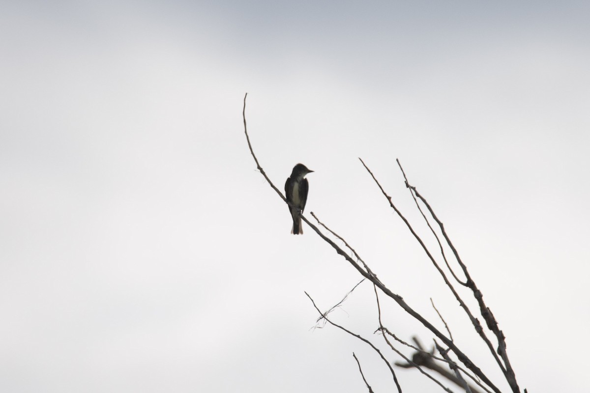 Olive-sided Flycatcher - ML641891520