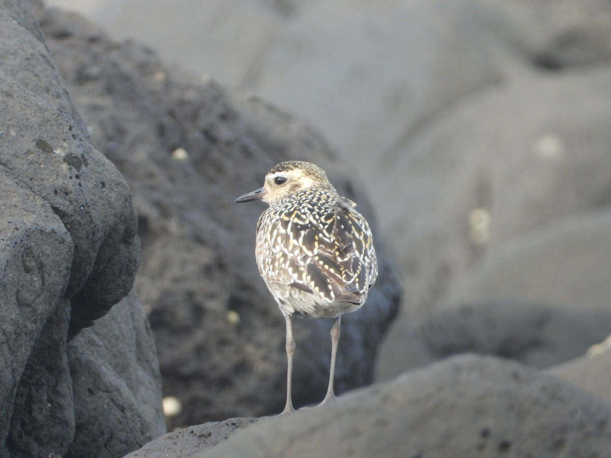 Pacific Golden-Plover - ML641891557