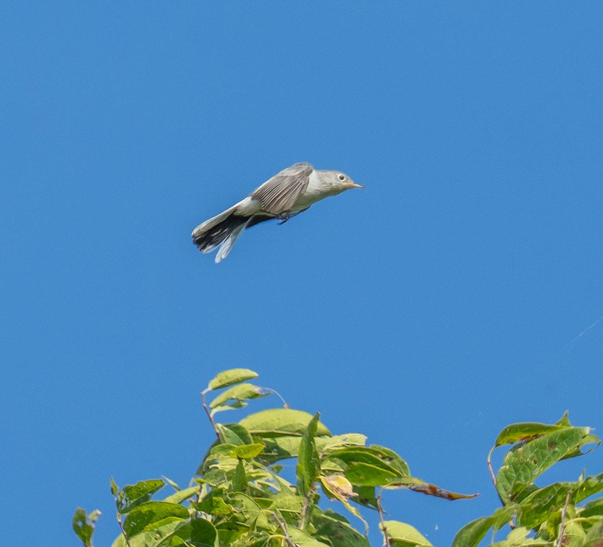 Blue-gray Gnatcatcher - ML641891580