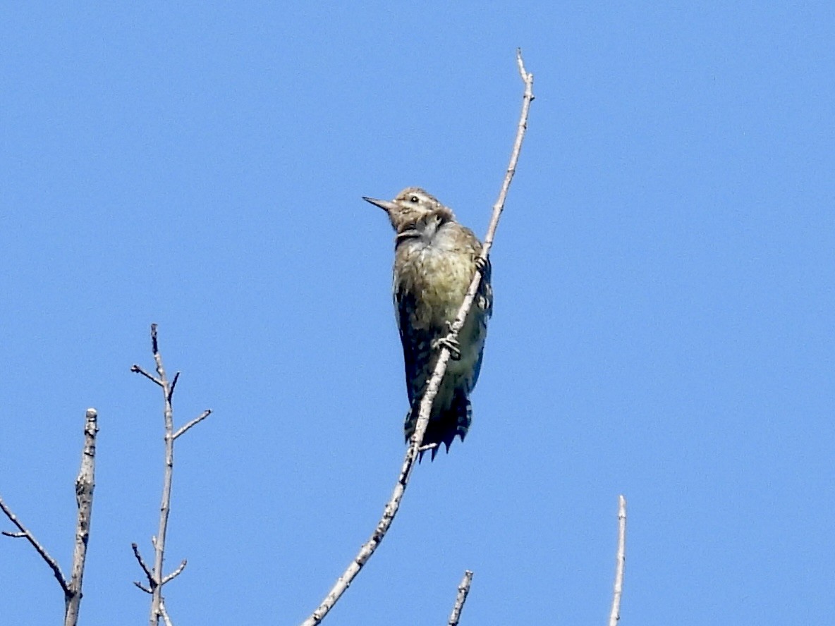 Sarı Karınlı Ağaçkakan - ML641891581