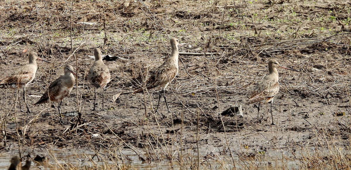 Hudsonian Godwit - ML641891584