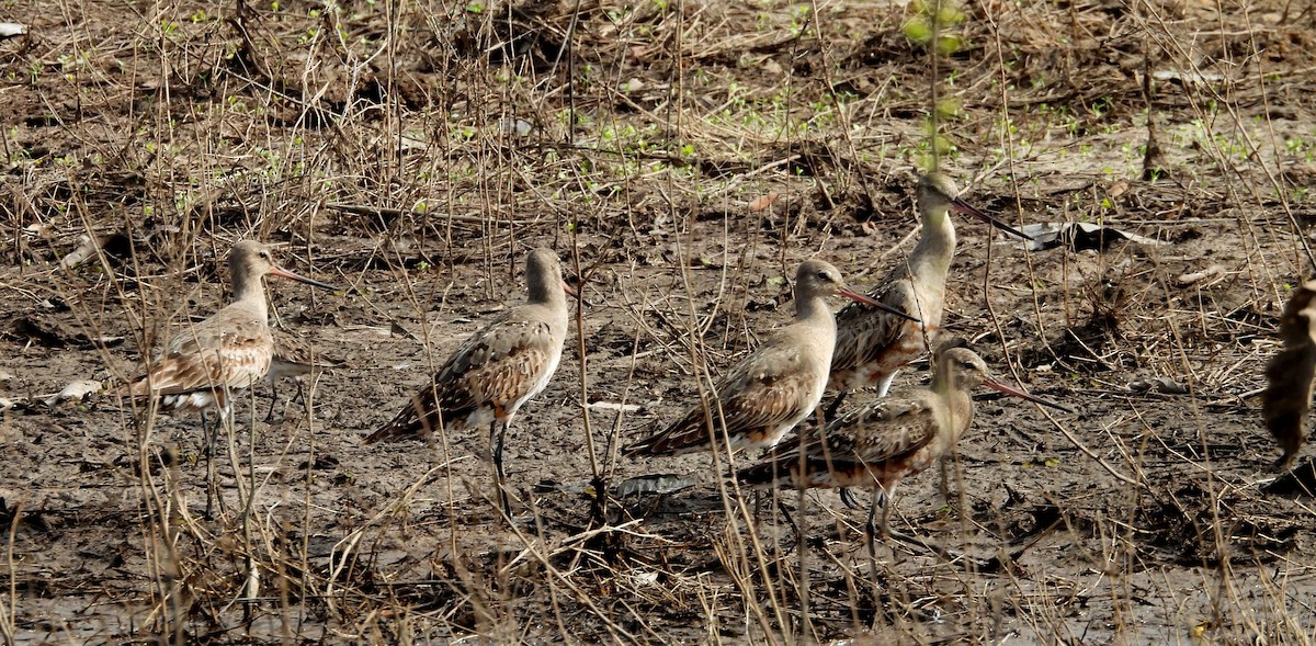 Hudsonian Godwit - ML641891587