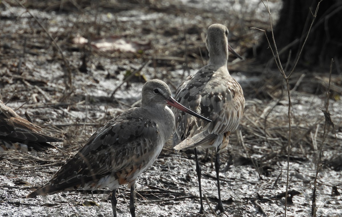 Hudsonian Godwit - ML641891589