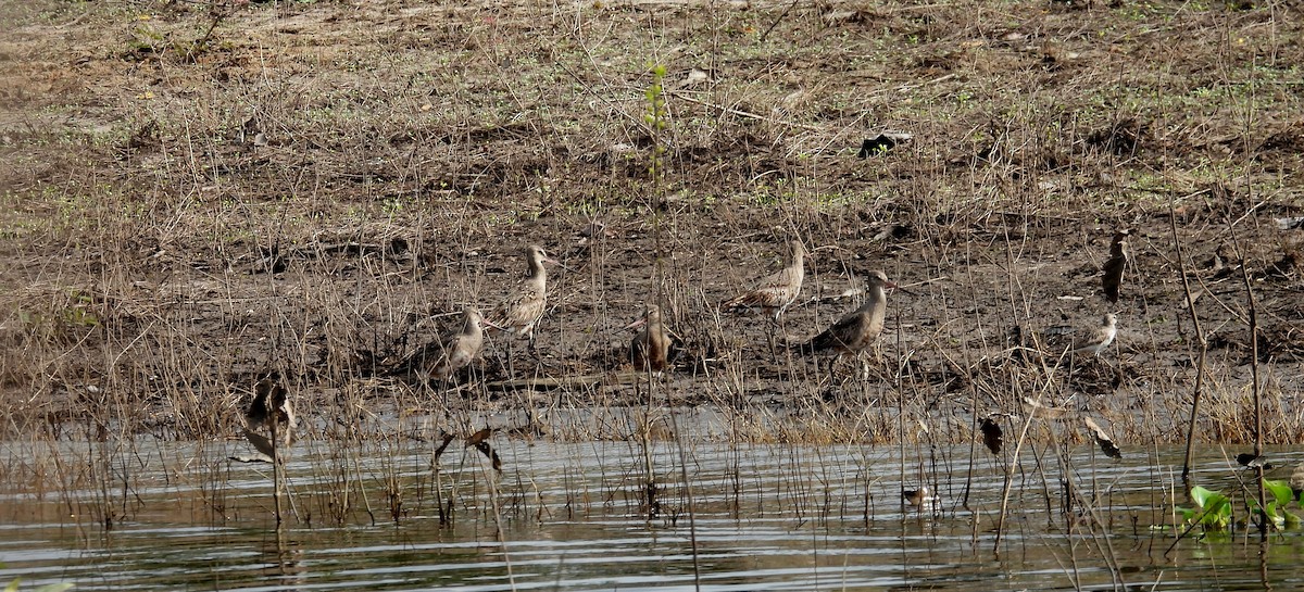 Hudsonian Godwit - ML641891590