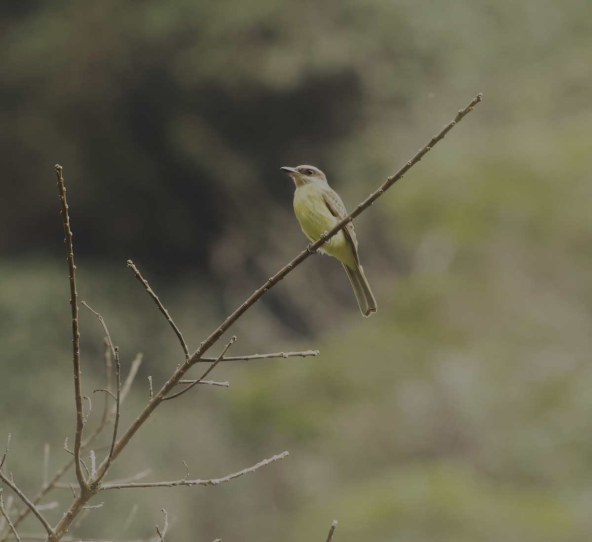 Golden-crowned Flycatcher - ML641891599