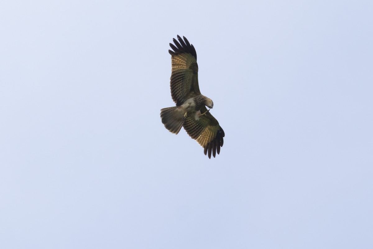 Brahminy Kite - ML641891624