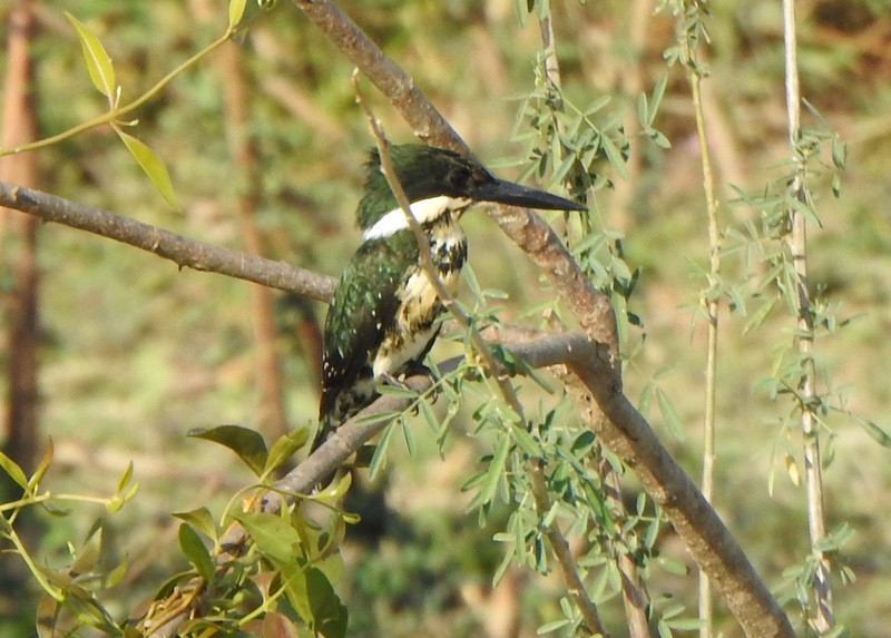 Green Kingfisher - ML641891637