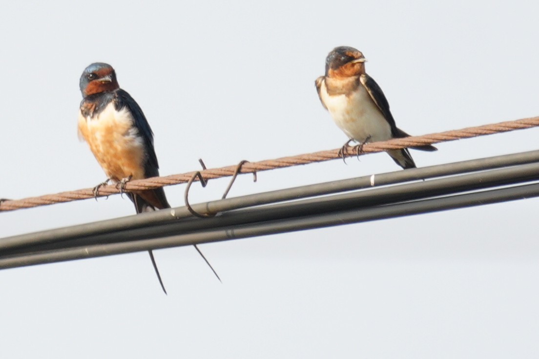 Barn Swallow (Tytler's) - ML641891643