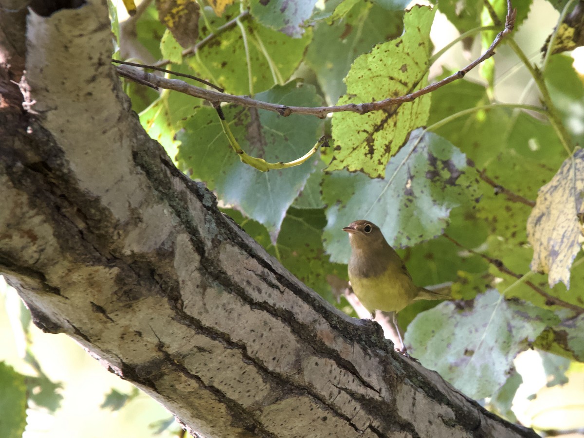 Connecticut Warbler - ML641891662