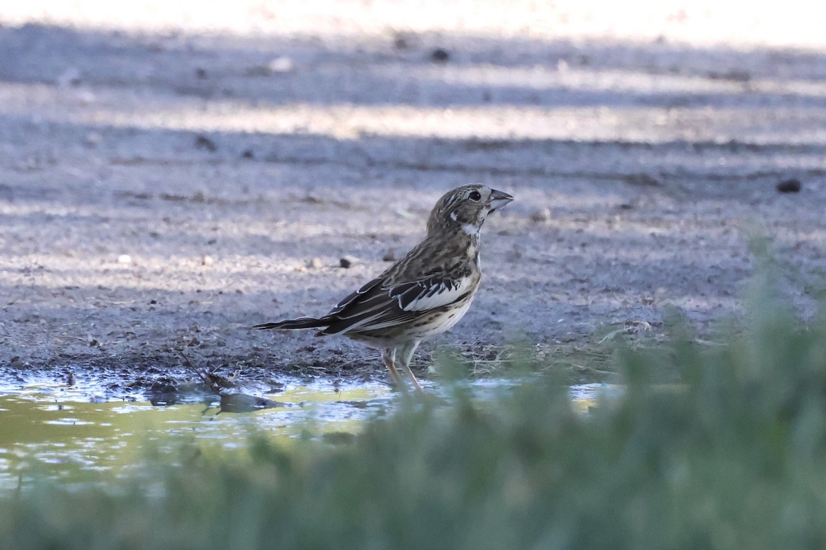 Lark Bunting - ML641891665