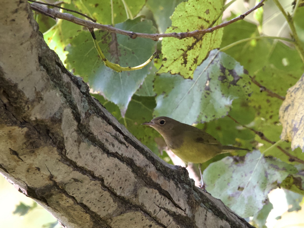 Connecticut Warbler - ML641891677