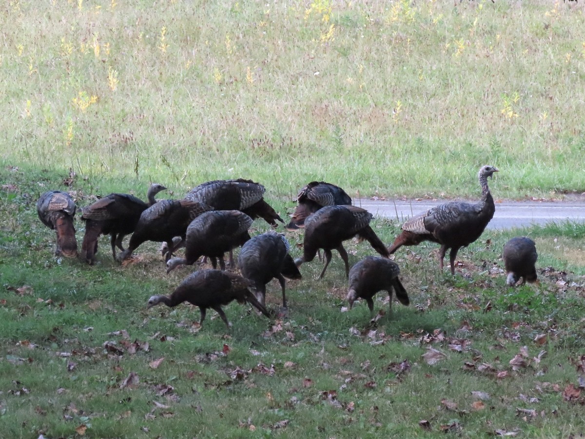 Guajolote Gallipavo - ML641891684