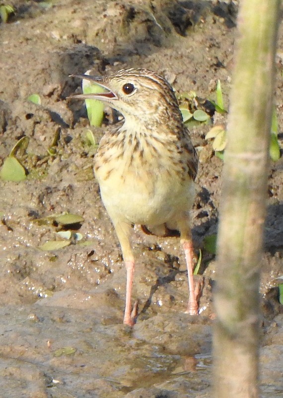 Yellowish Pipit - ML641891689