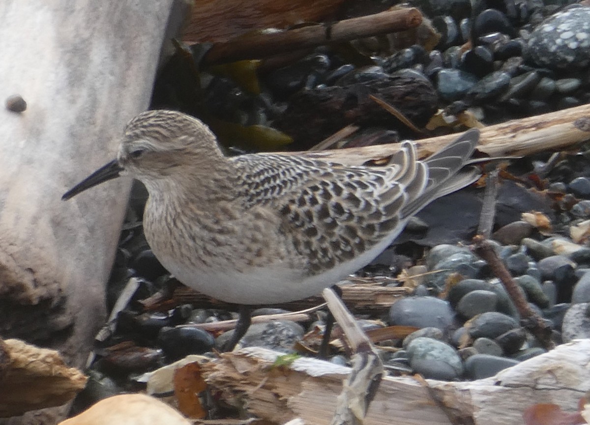 Baird's Sandpiper - ML641891696