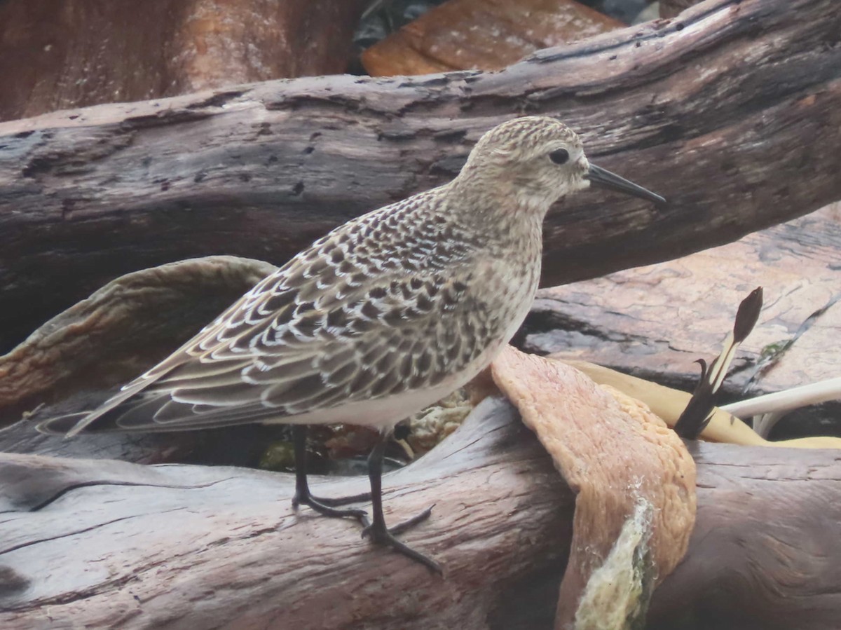 Baird's Sandpiper - ML641891697
