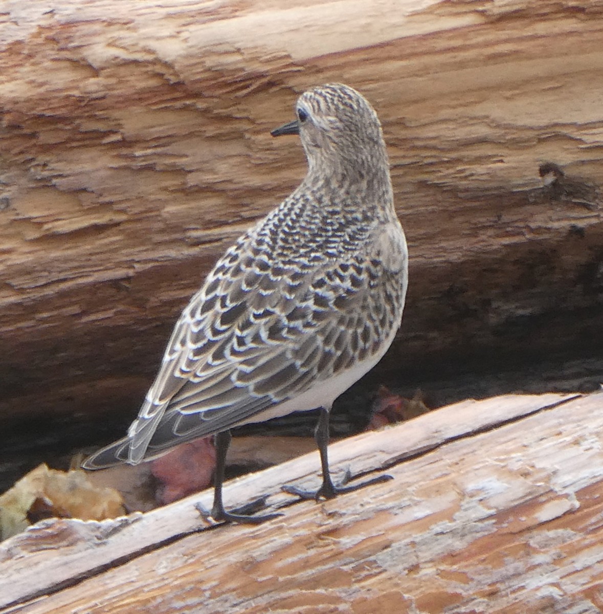 Baird's Sandpiper - ML641891698