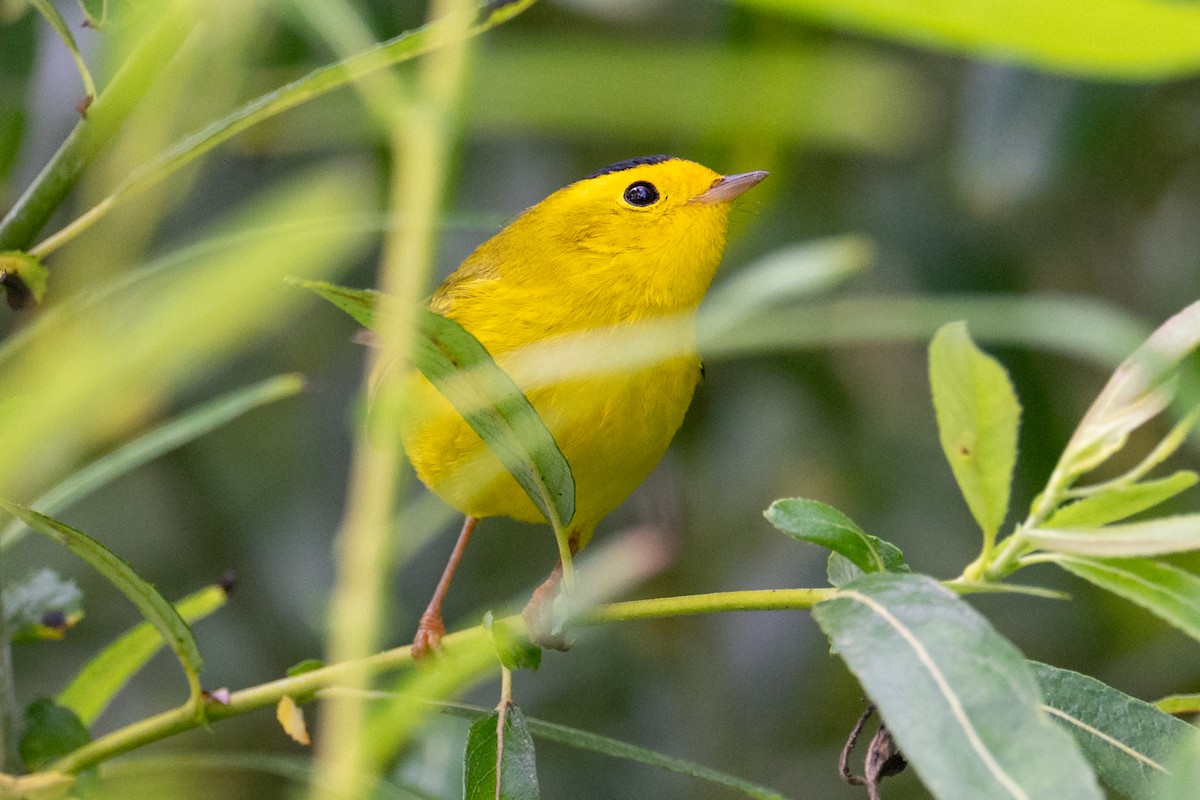 Wilson's Warbler - ML641891701