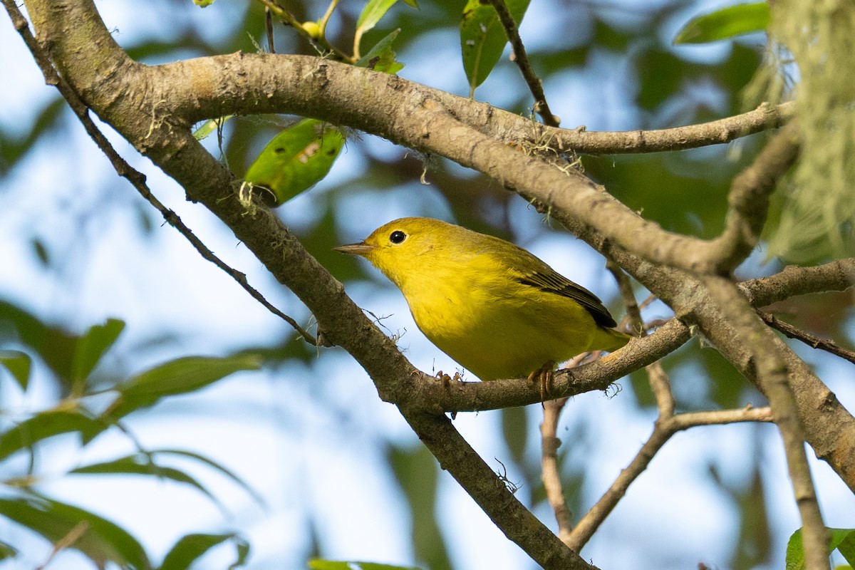 Yellow Warbler - ML641891707
