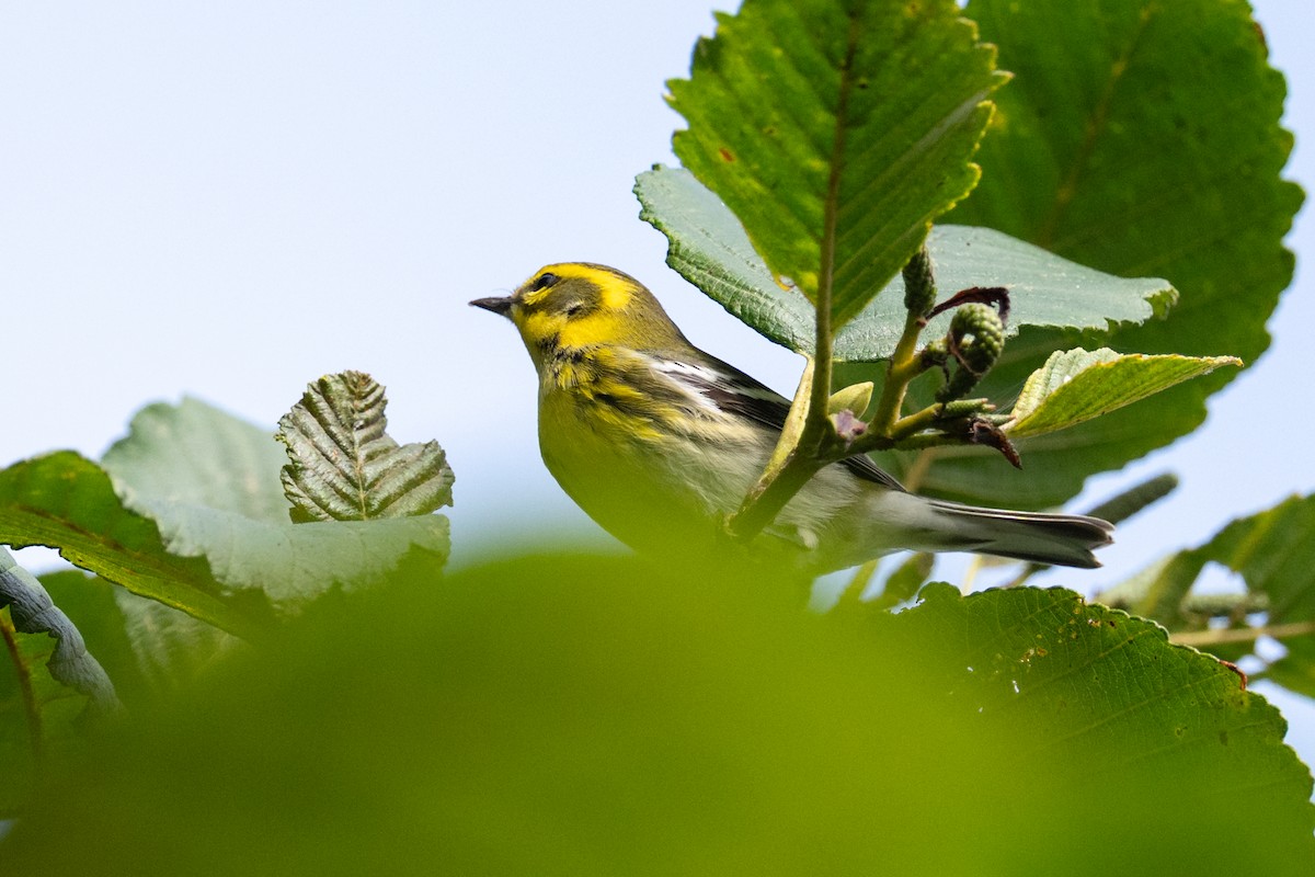 Townsend's Warbler - ML641891708