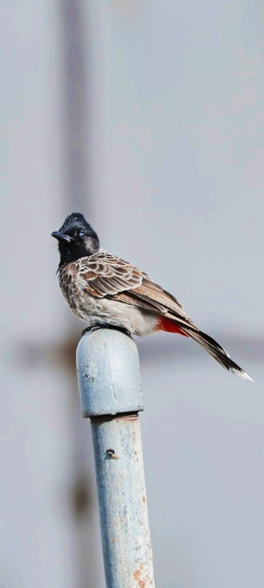 Red-vented Bulbul - ML641891712