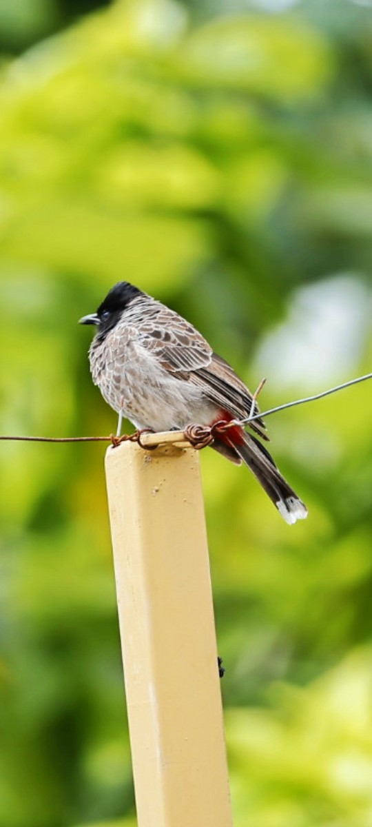 Red-vented Bulbul - ML641891713