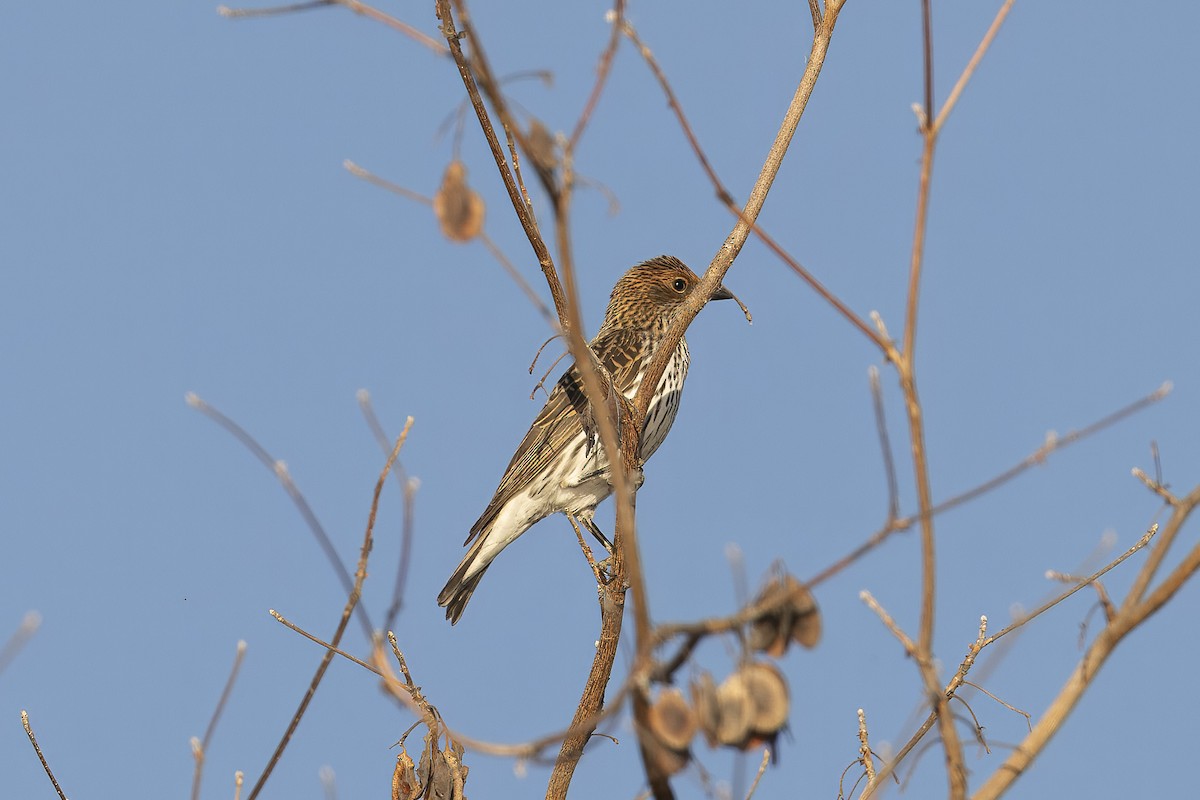 Violet-backed Starling - ML641891716
