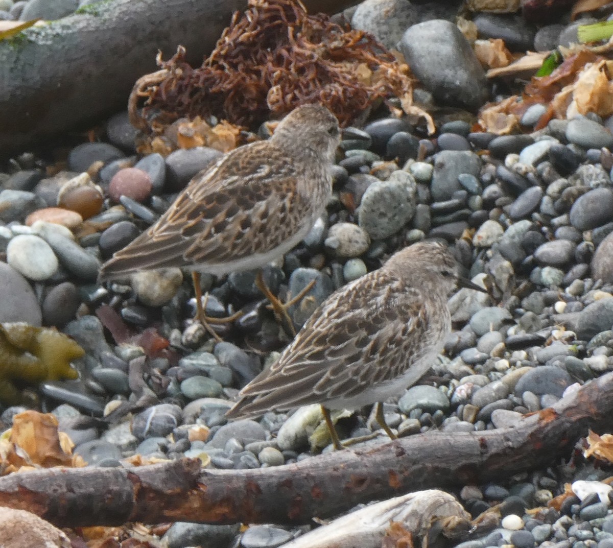 Least Sandpiper - ML641891723