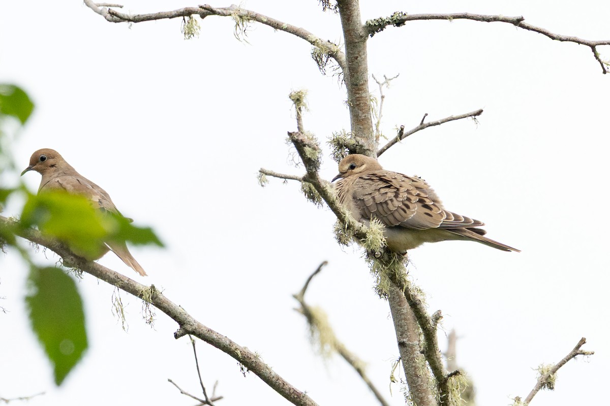 Mourning Dove - ML641891726