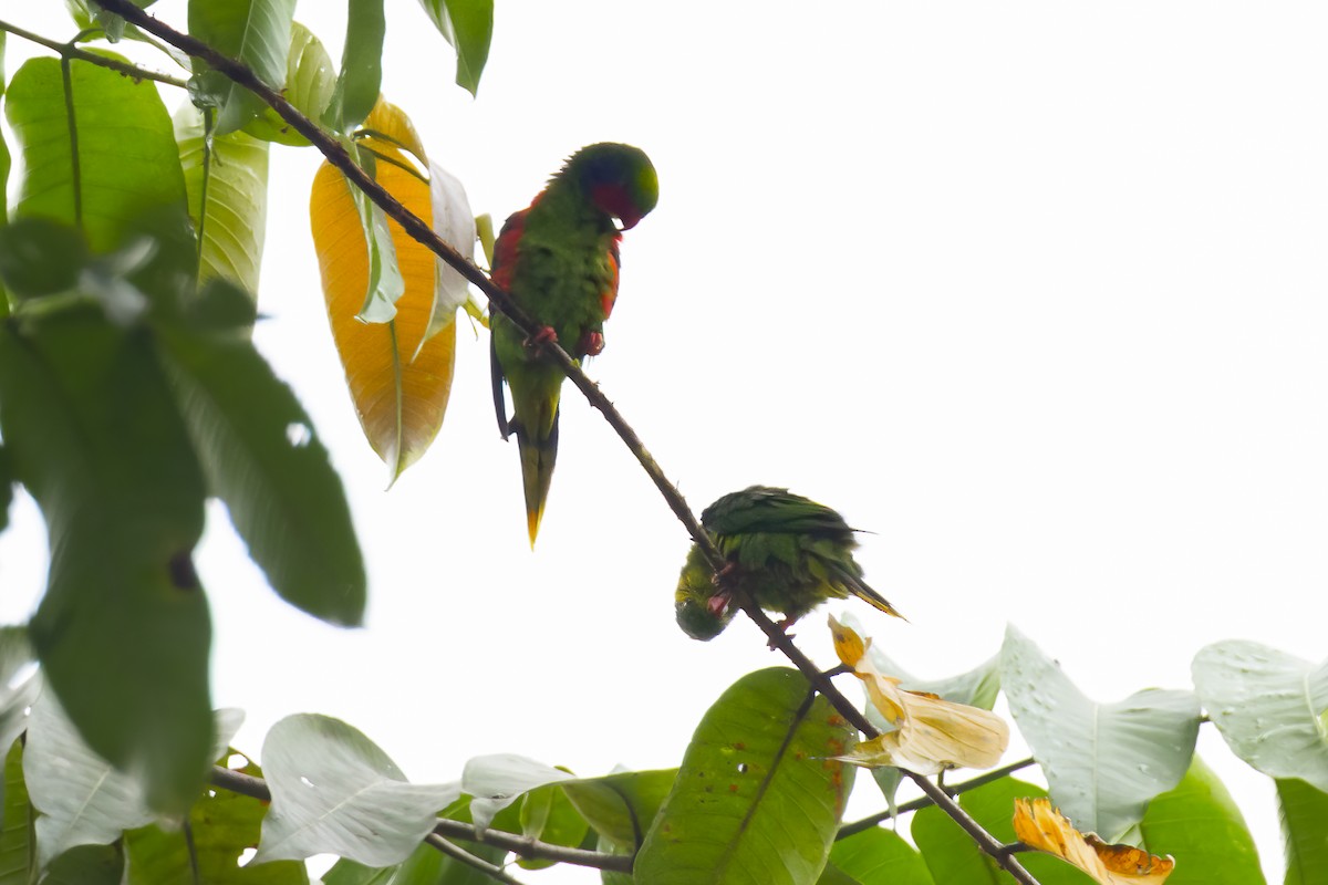Red-flanked Lorikeet - ML641891727