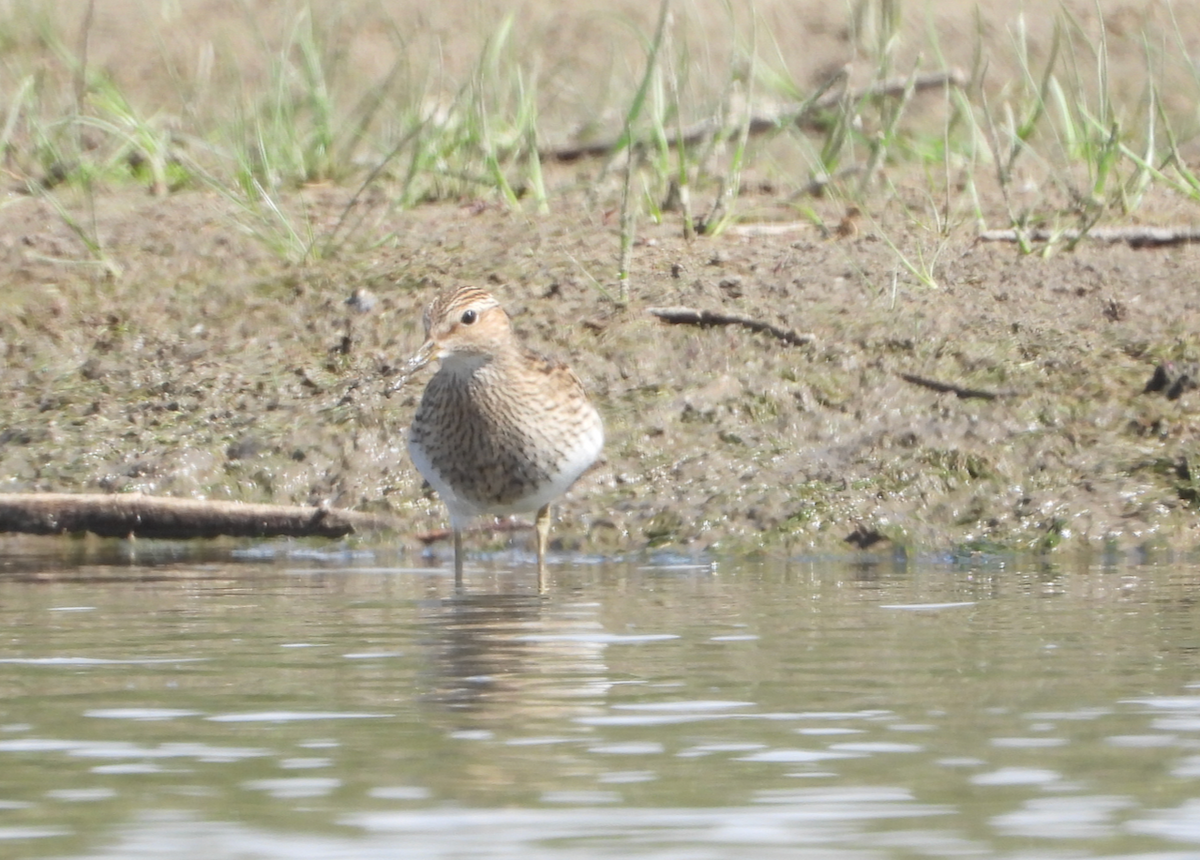 Pectoral Sandpiper - ML641891729