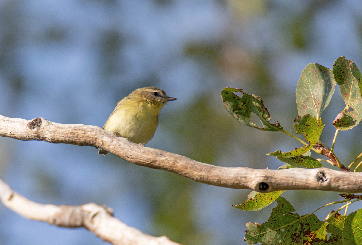 Vireo de Filadelfia - ML641891730