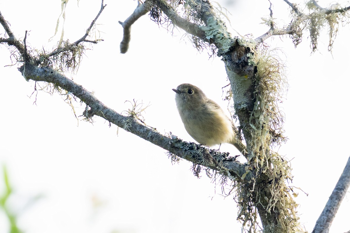 Hutton's Vireo - ML641891731
