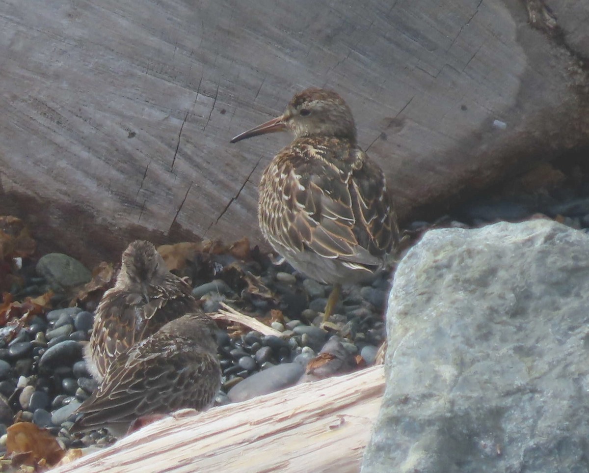 Pectoral Sandpiper - ML641891738