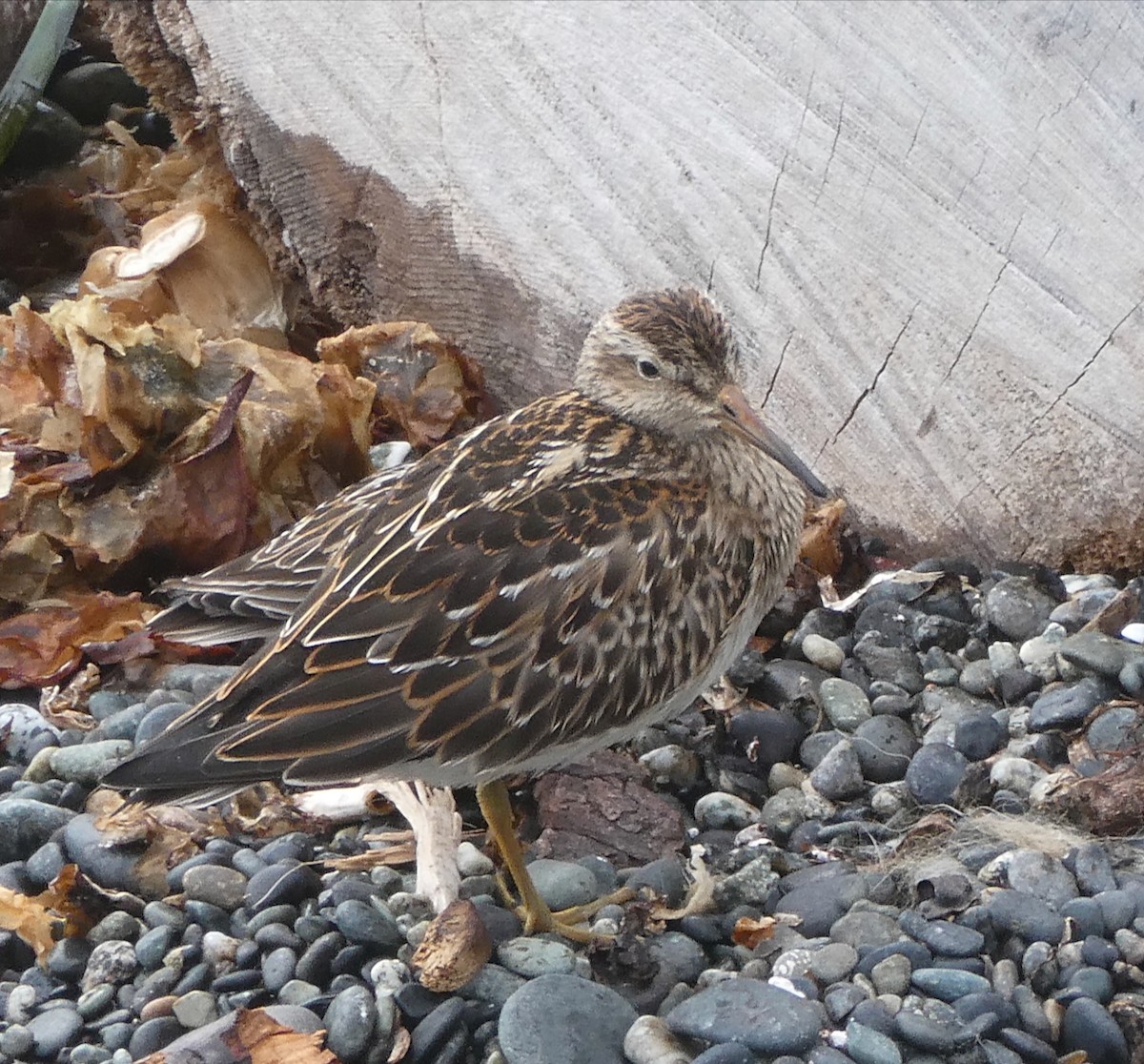 Pectoral Sandpiper - ML641891739