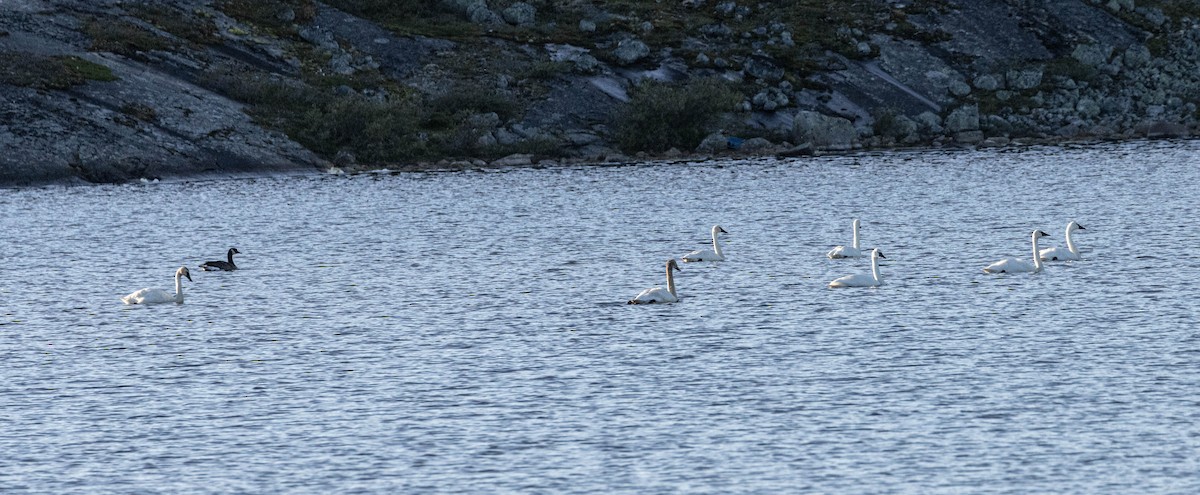 Cigno minore - ML641891741