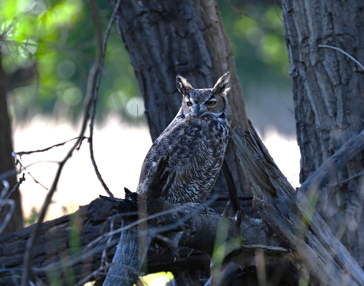 Great Horned Owl - ML641891743