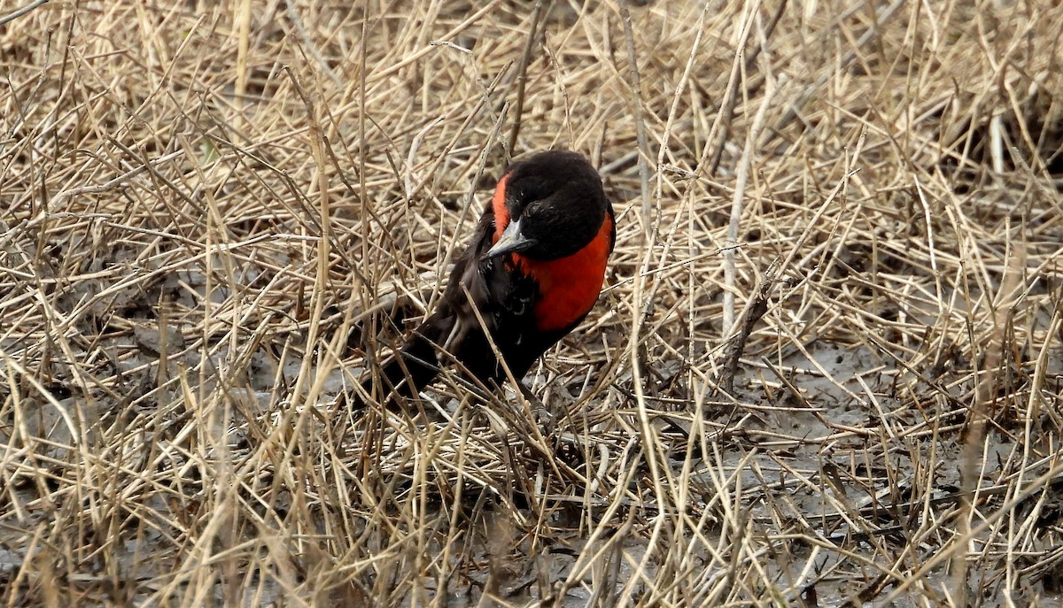 Red-breasted Meadowlark - ML641891744