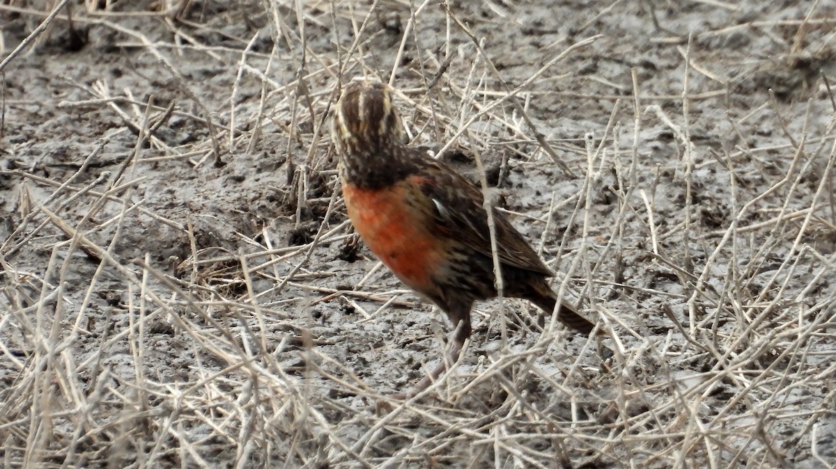 Red-breasted Meadowlark - ML641891747