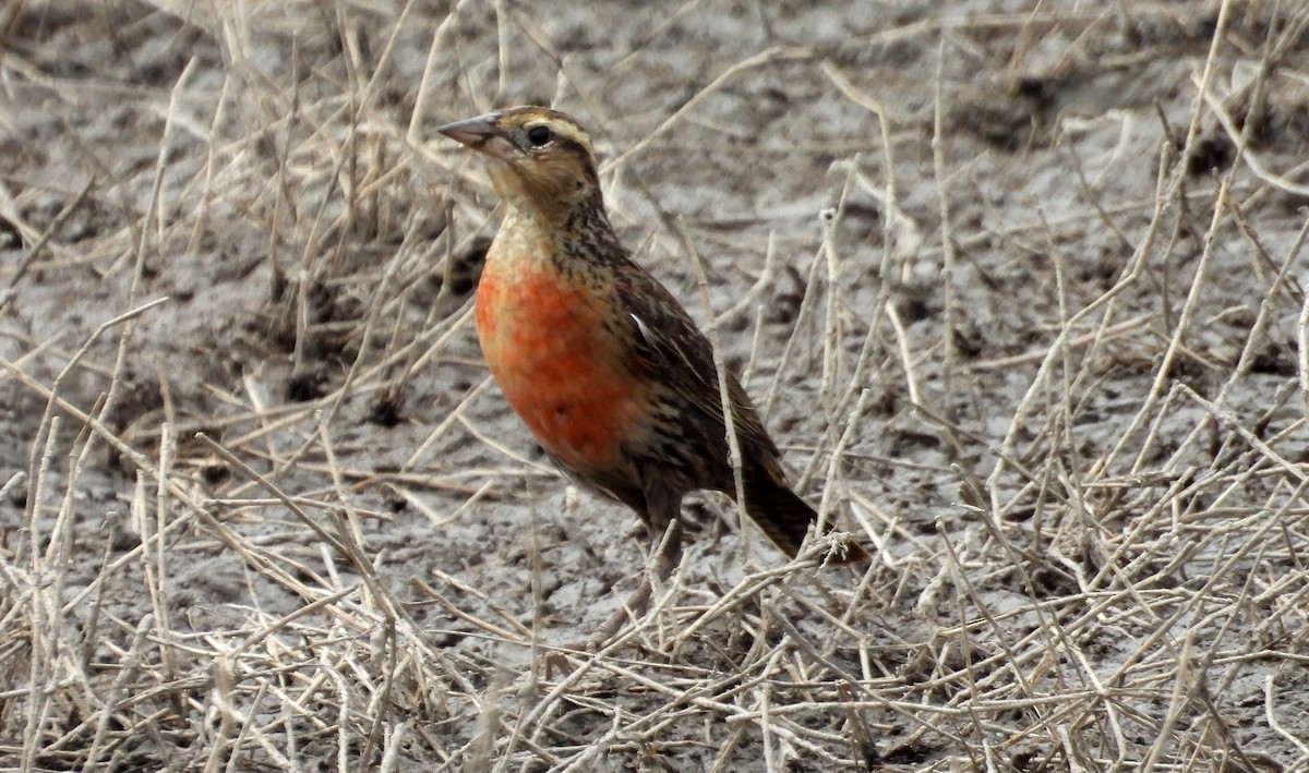 Red-breasted Meadowlark - ML641891748