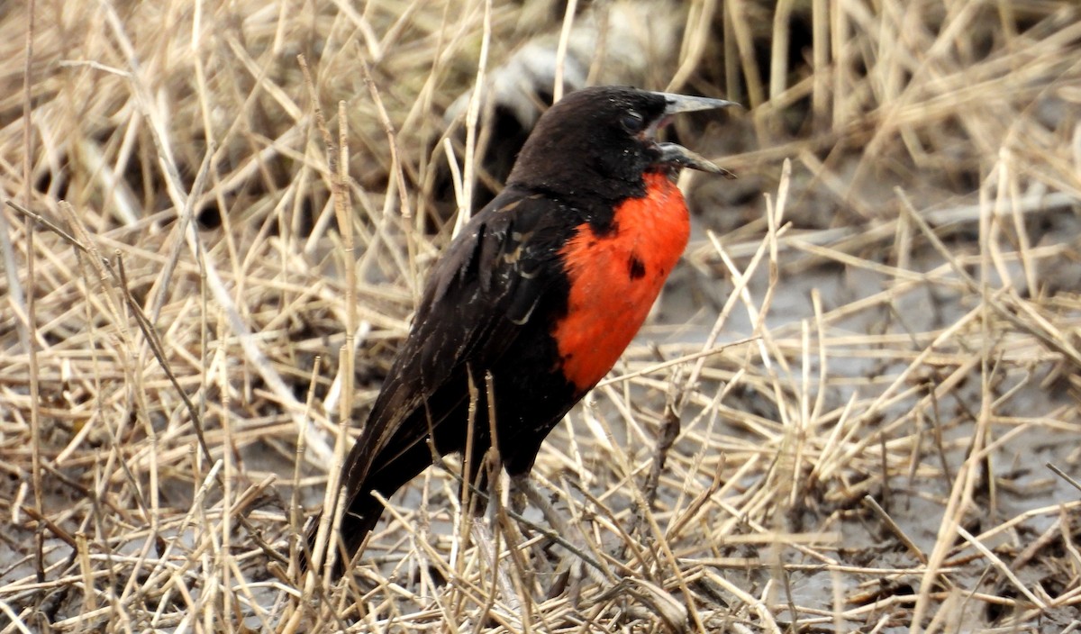 Red-breasted Meadowlark - ML641891749