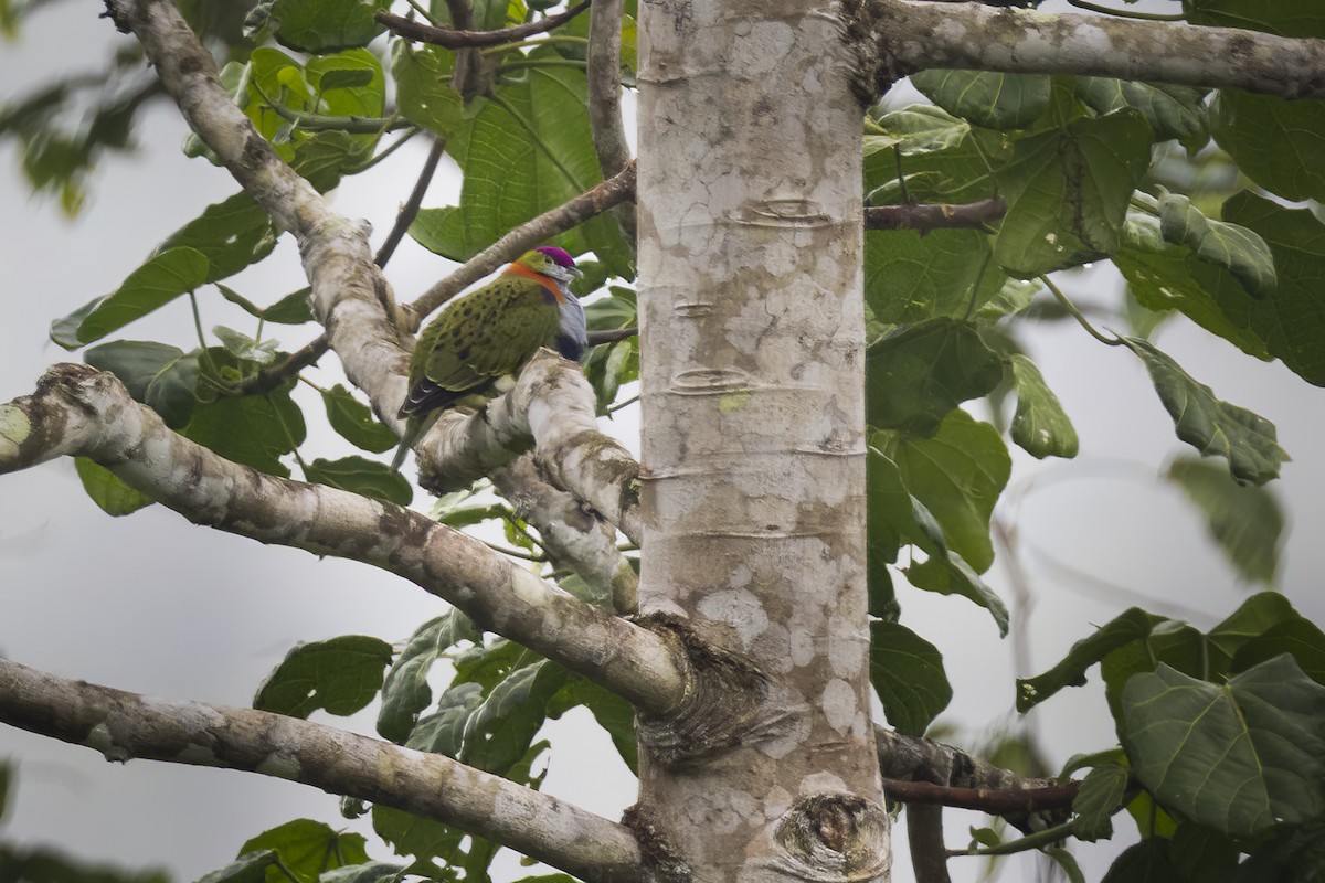 Superb Fruit-Dove (Eastern) - ML641891751