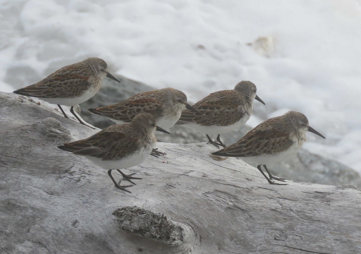 Western Sandpiper - ML641891753