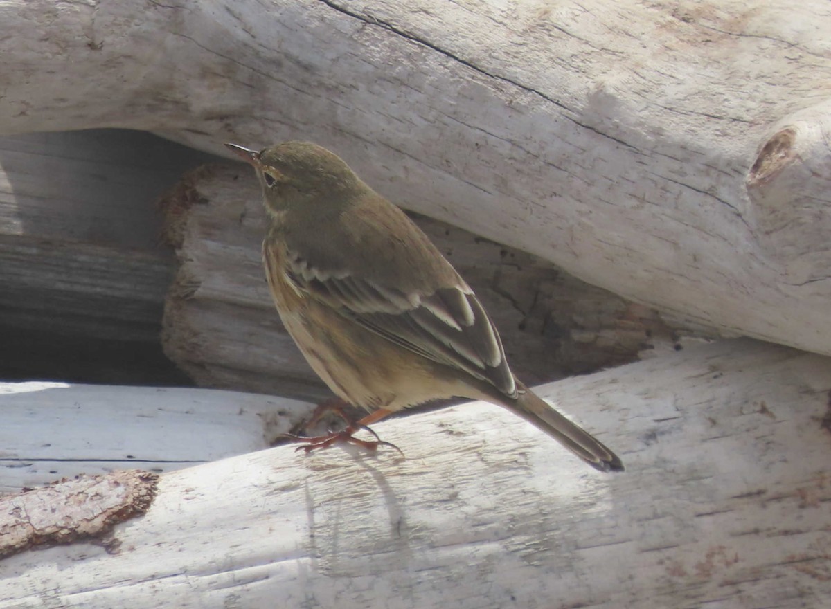 American Pipit - ML641891771