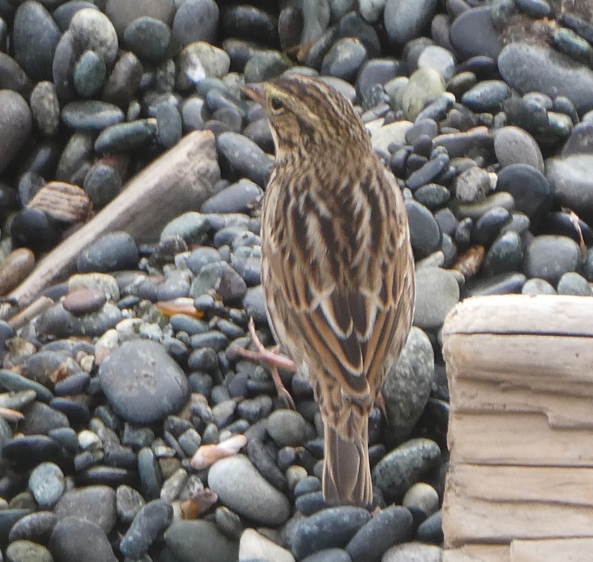 Savannah Sparrow - ML641891782