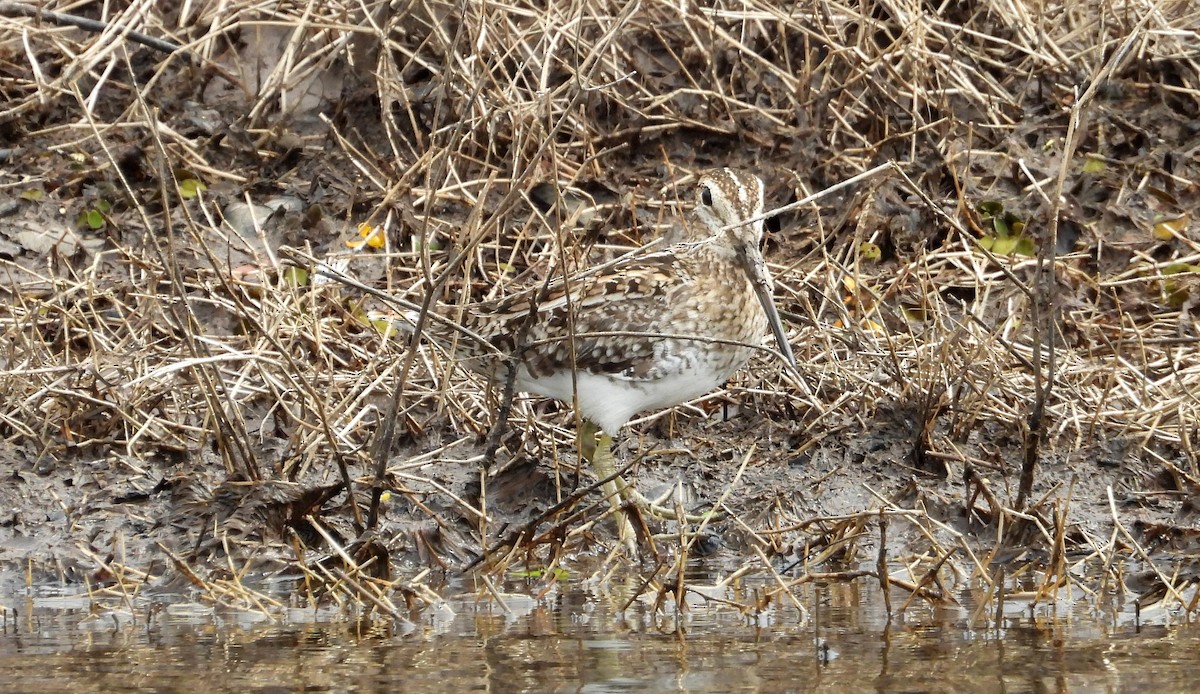 Pantanal Snipe - ML641891785