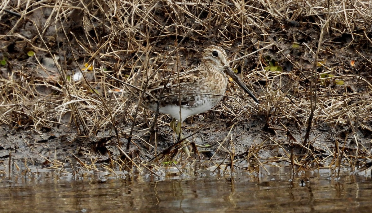 Pantanal Snipe - ML641891786