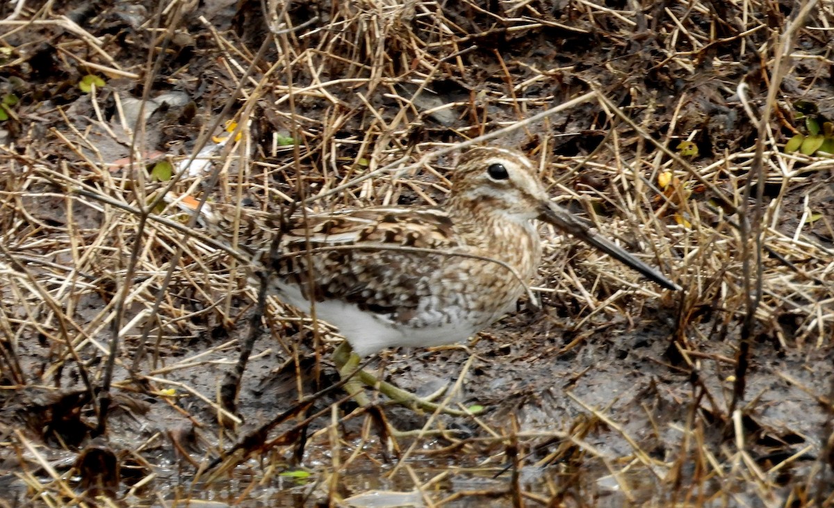 Pantanal Snipe - ML641891788