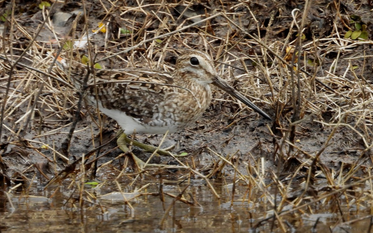 Pantanal Snipe - ML641891790