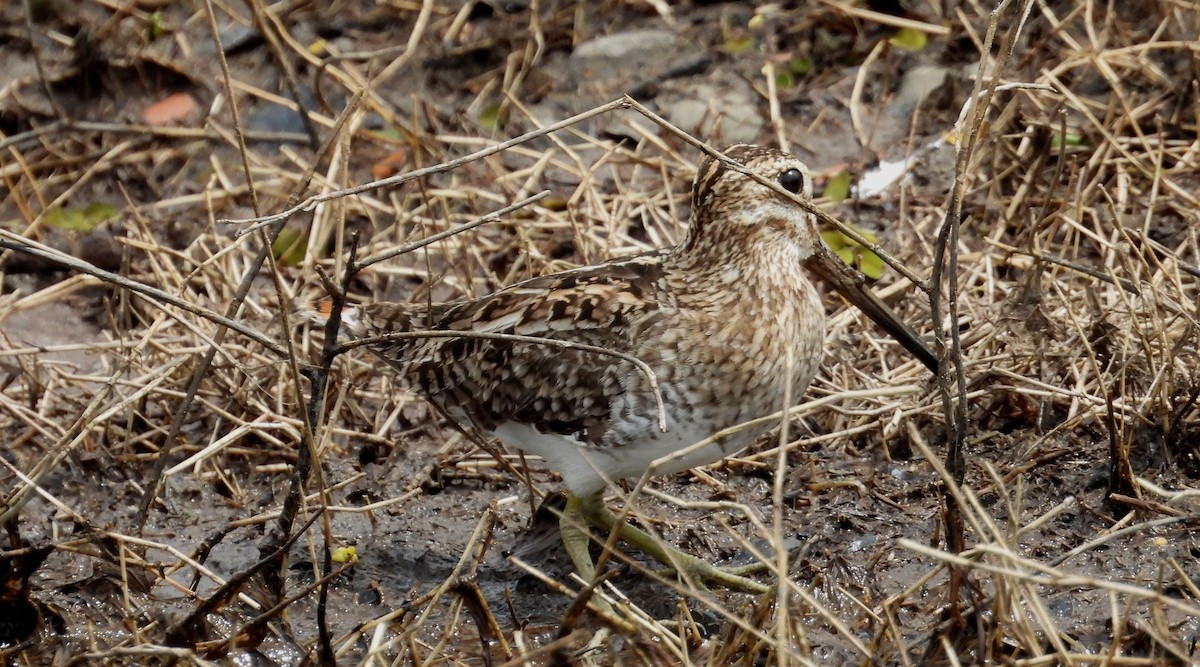Pantanal Snipe - ML641891791