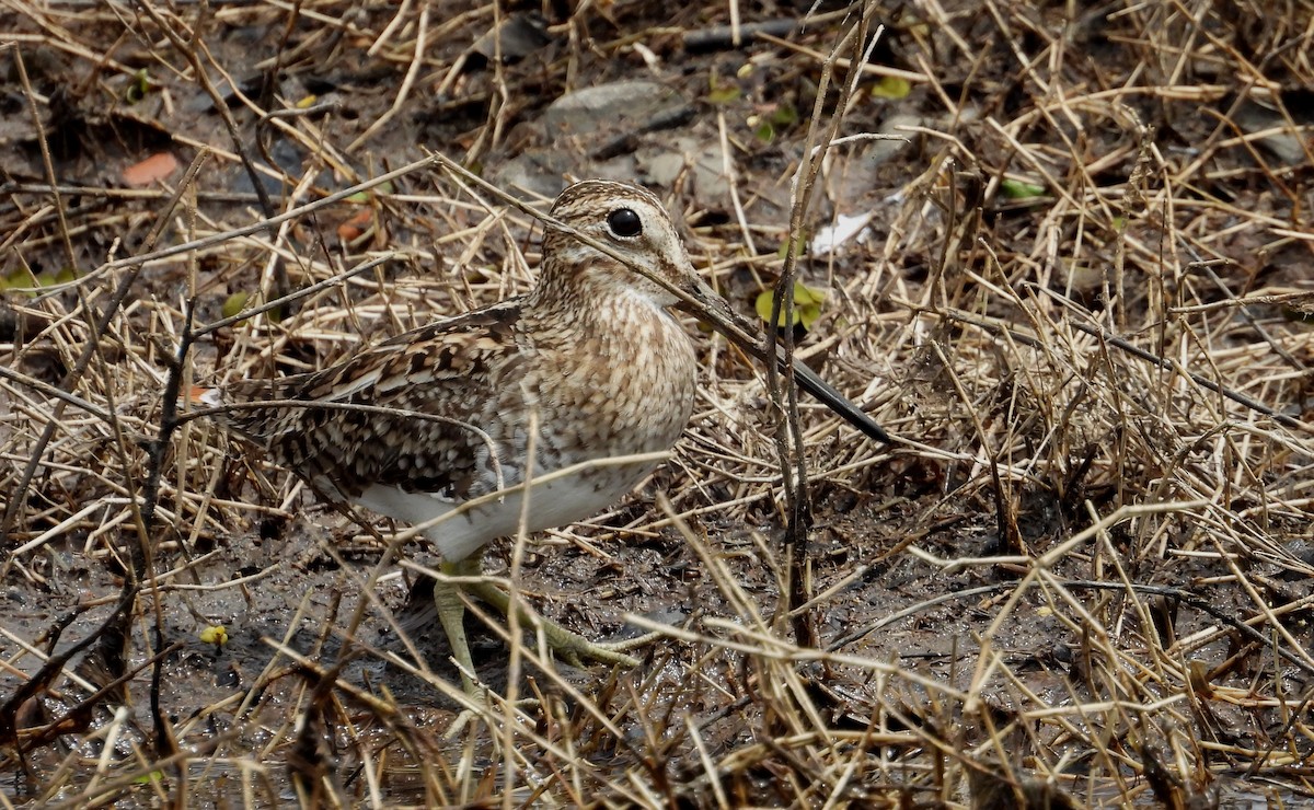 Pantanal Snipe - ML641891792
